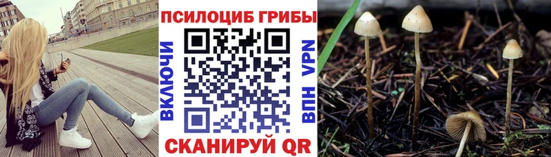 Галлюциногенные грибы Psilocybe  KRAKEN зеркало  Нефтекумск 